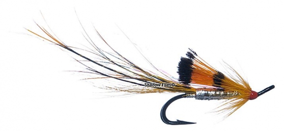 Black Boar-Sunburst
