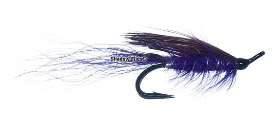 General Practitioner-Purple