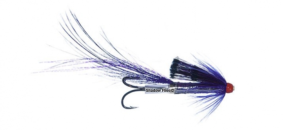 Black Boar-Purple