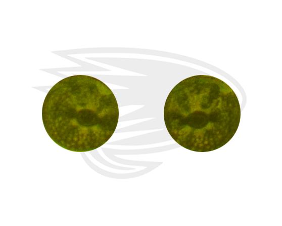 yellow green frog eye