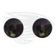 dark green frog eye