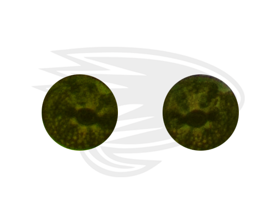 sparkling yellow green frog eye