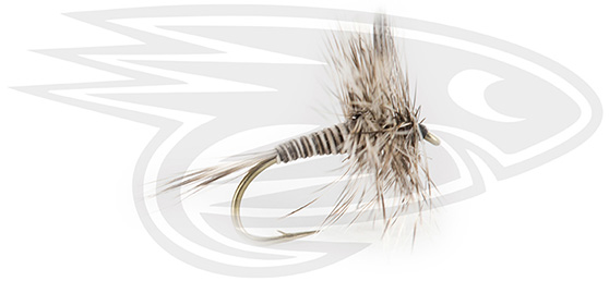 Mosquito