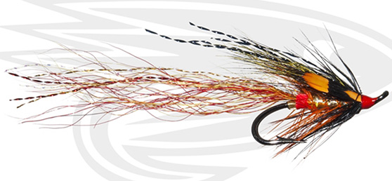 Stenton Shrimp