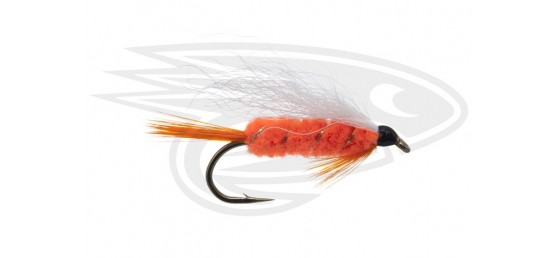 Polar Shrimp